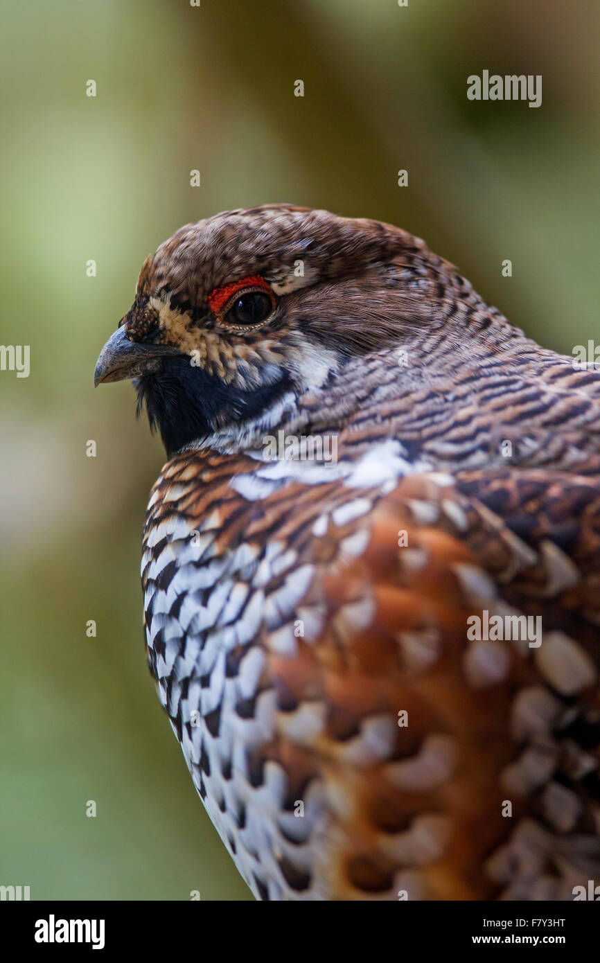 Francolino di monte / hazel hen (Tetrastes bonasia / Bonasa bonasia) close up ritratto di maschio Foto Stock