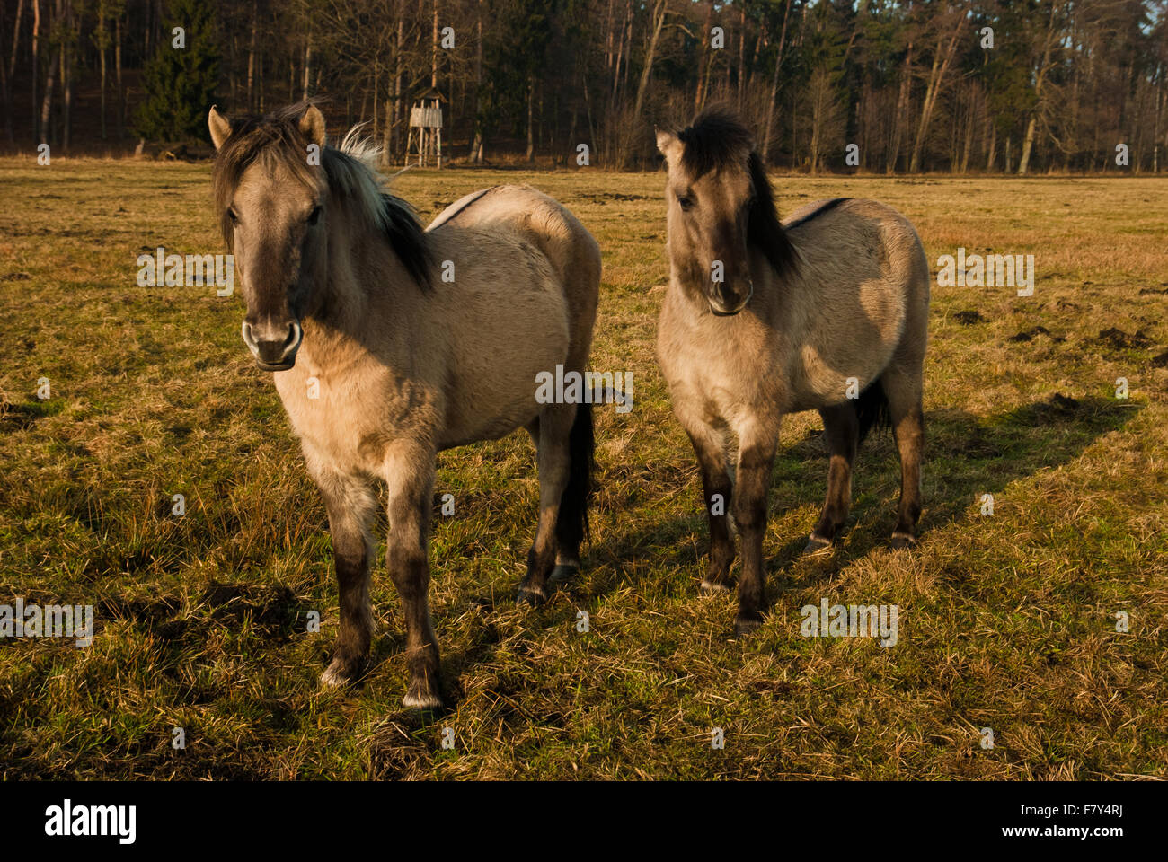 Wild Horse, polacco cavallo nel bosco Foto Stock
