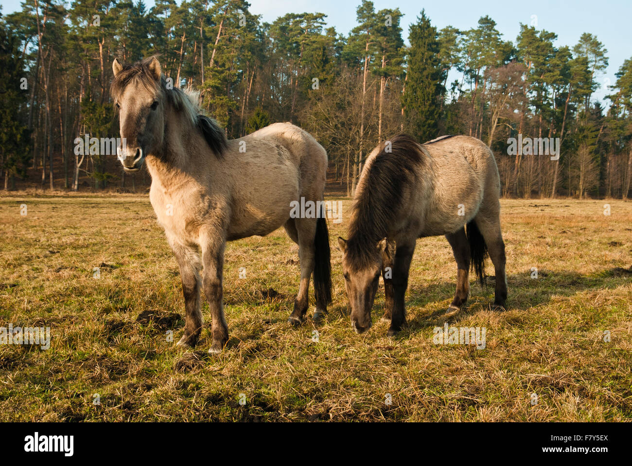 Wild Horse, polacco cavallo nel bosco Foto Stock