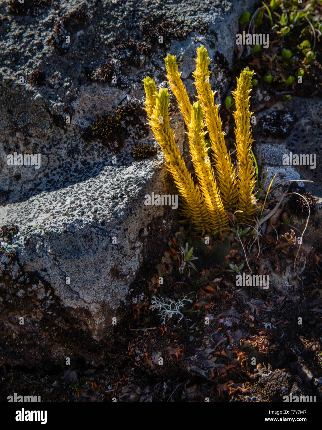 Clubmoss specie cresce a 1600 metri nel Parco nazionale di Jotunheimen in Norvegia Foto Stock