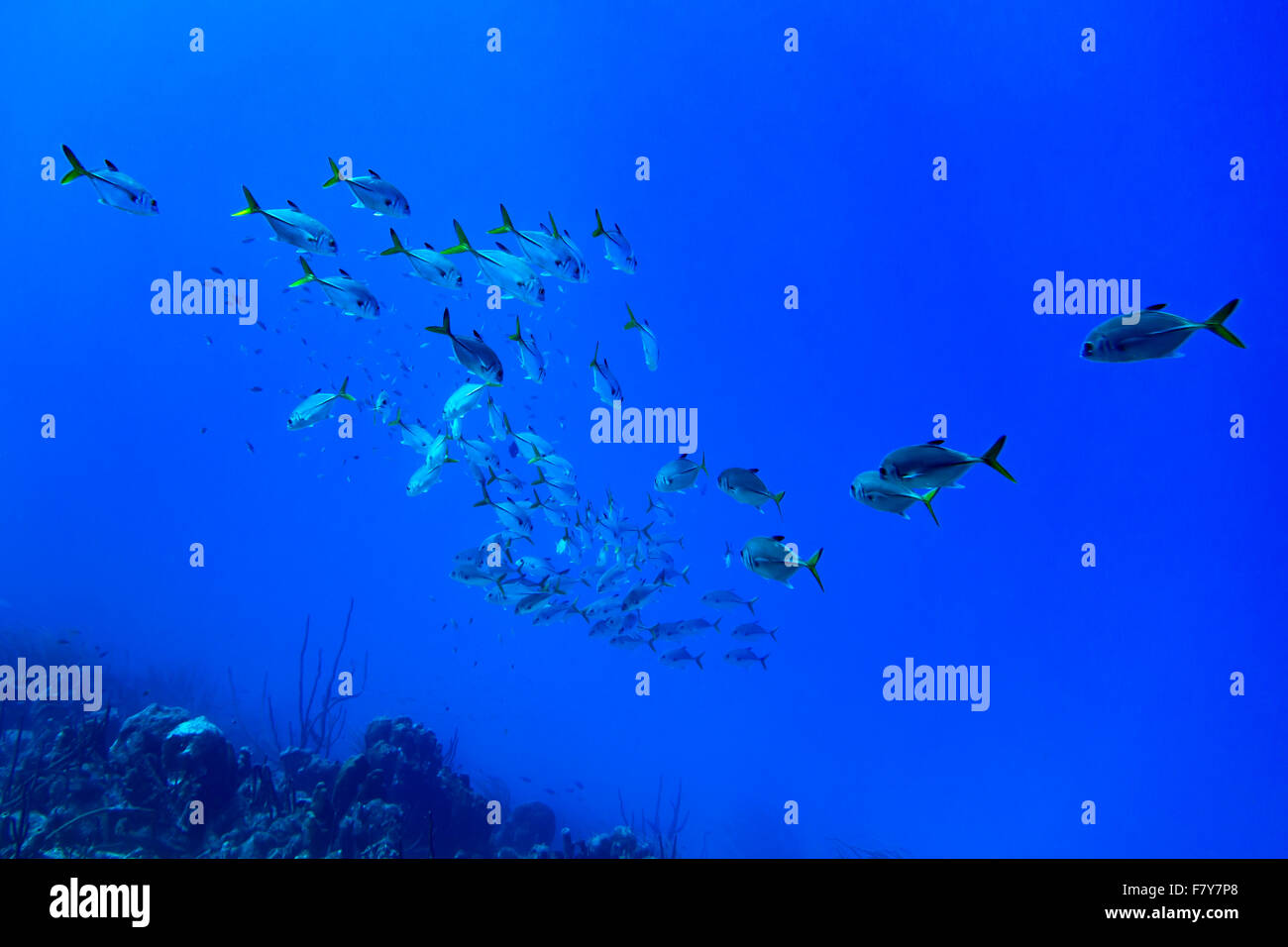 Una scuola di cavallo-eyed Jacks nuotare nelle acque blu di Bonaire nei Caraibi Foto Stock