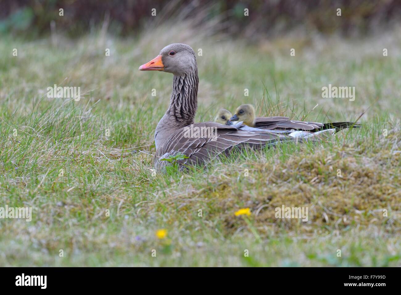 Graylag goose (Anser anser) con pulcini, goslings sul suo retro, in piumaggio, Flatey Isola, Breidafjördur, Islanda Foto Stock