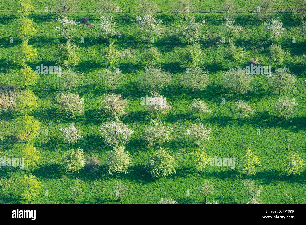 Orchard at bexadde-tal vicino a Damme (dümmer) da sopra, vechta distretto, Bassa Sassonia, Germania Foto Stock