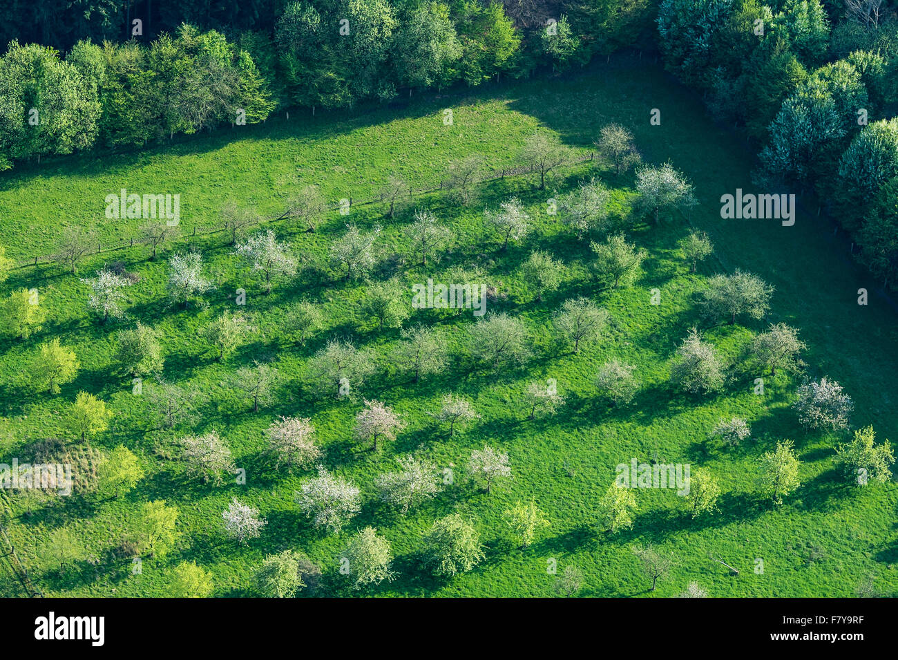 Orchard at bexadde-tal vicino a Damme (dümmer) da sopra, vechta distretto, Bassa Sassonia, Germania Foto Stock