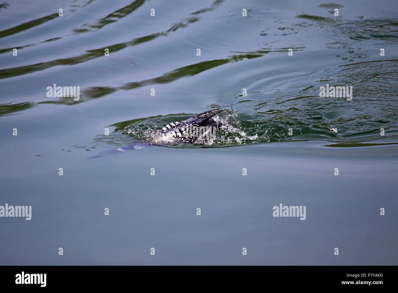 Loon comune immersioni subacquee a pescare nel lago in Alberta Canada Foto Stock