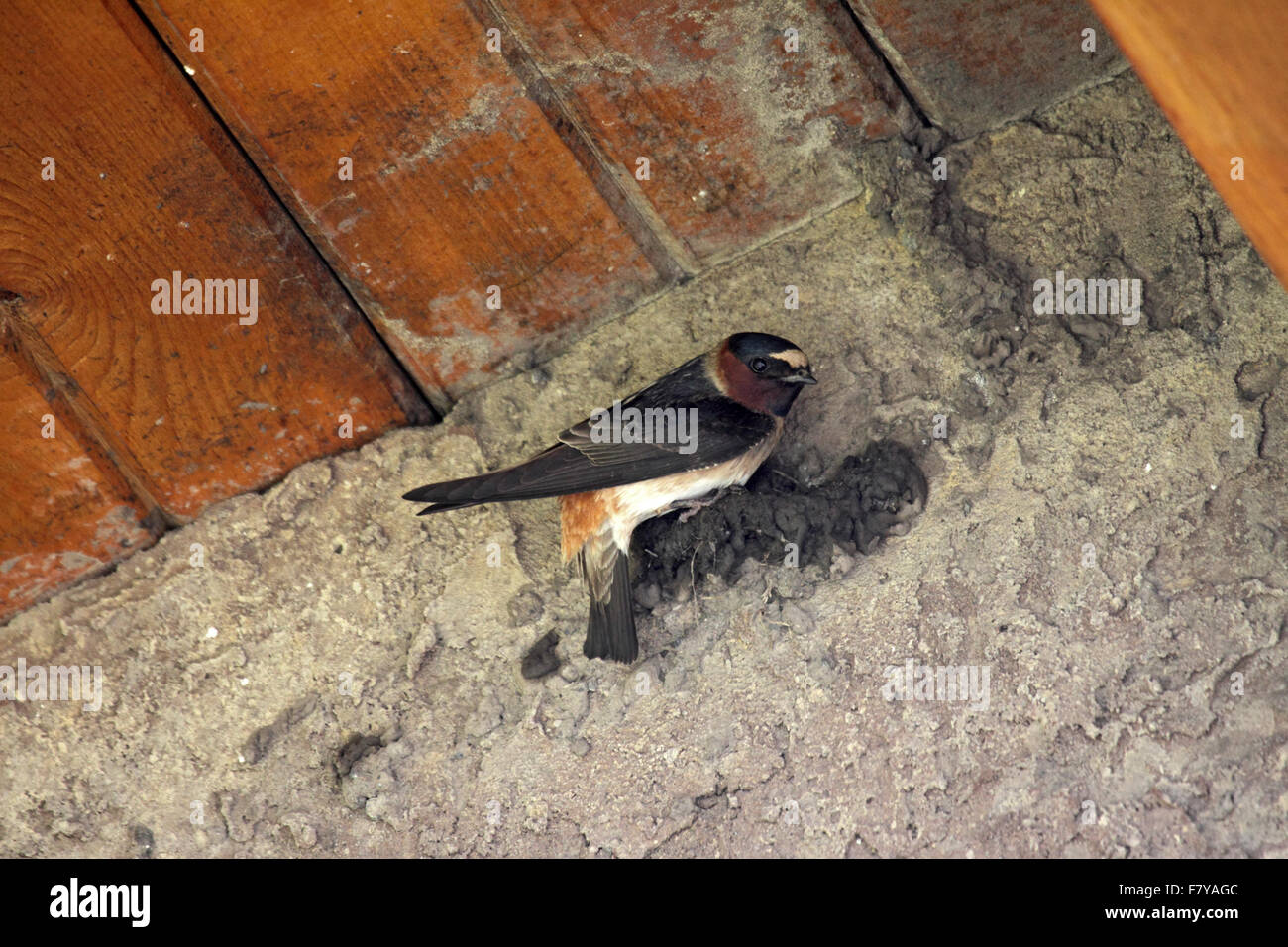 Cliff swallow costruire il nido sotto la grondaia della costruzione in Alberta Canada Foto Stock