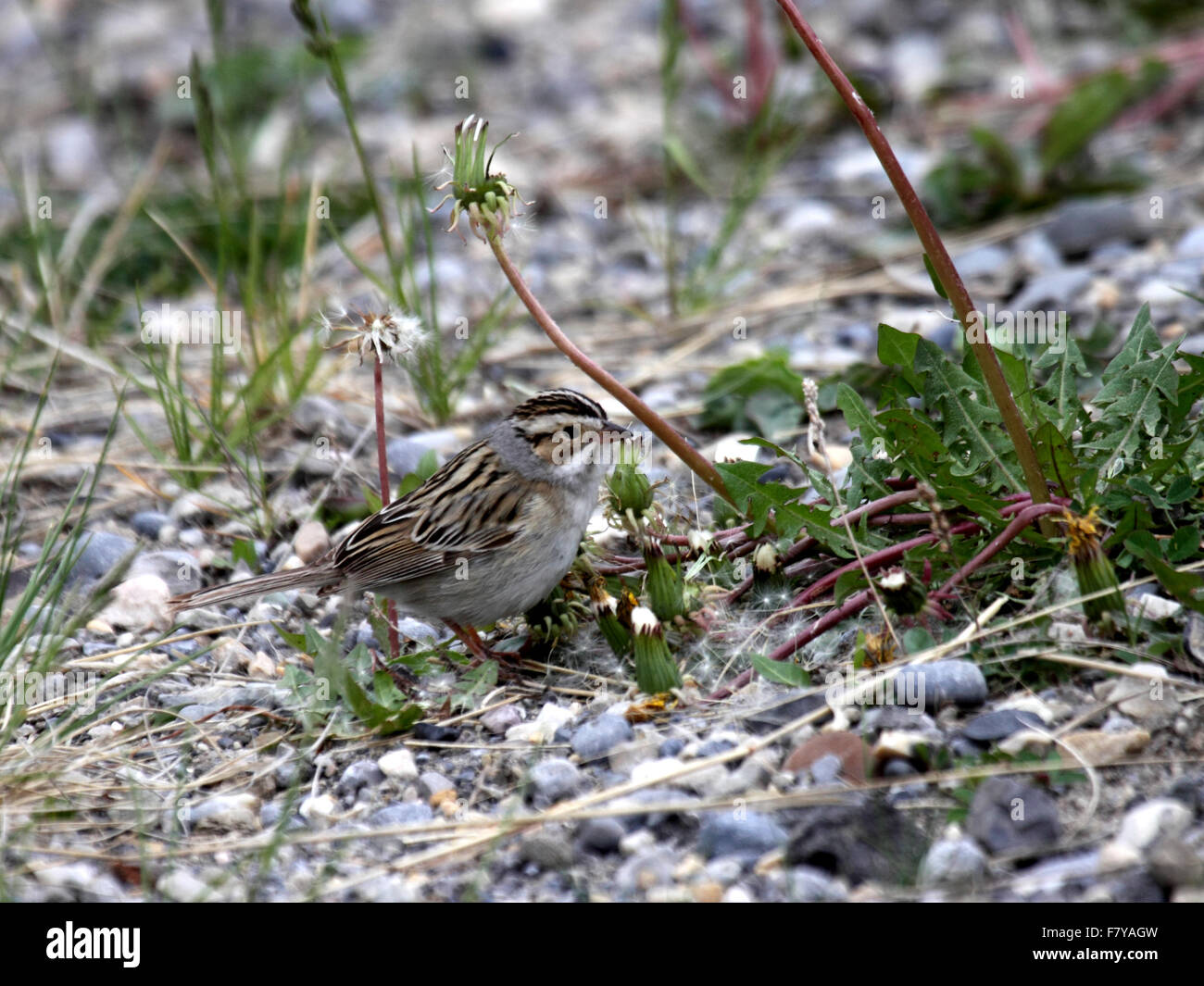 Color argilla sparrow avanzamento sul terreno pietroso in Alberta Canada Foto Stock