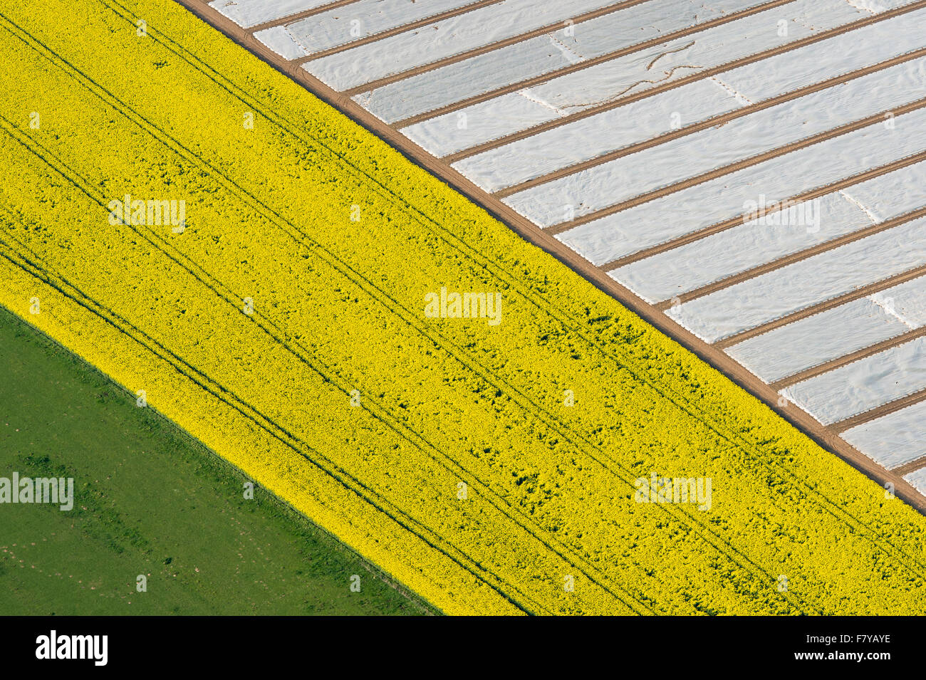 Fiore giallo campo di colza a goldenstedt dal di sopra, vechta distretto, Bassa Sassonia, Germania Foto Stock