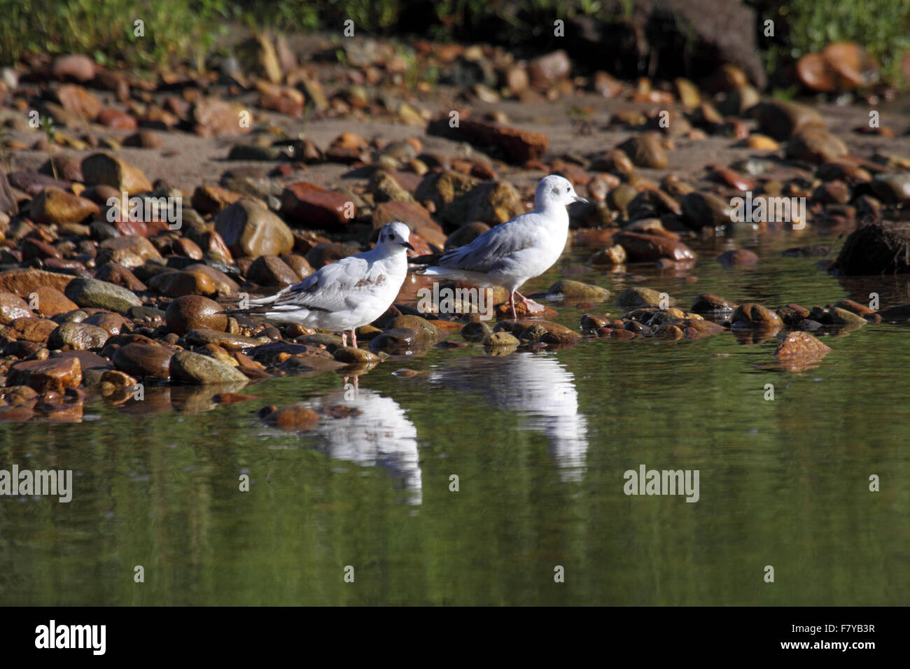 Bonapartes gabbiani sulla riva del corpo idrico in BC Canada Foto Stock