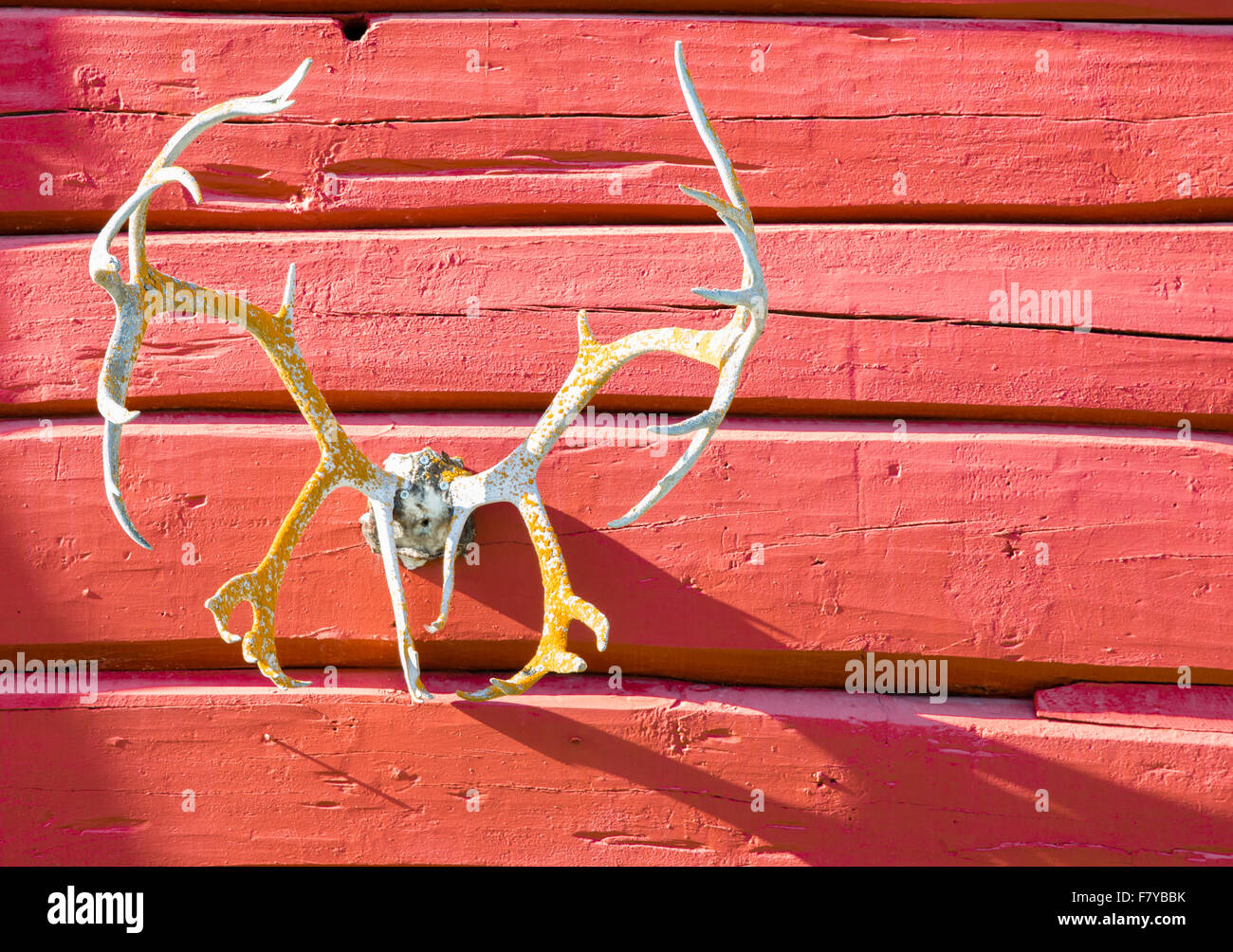 Vecchio renne palchi su un rosso parete in legno di una casa in Oppland Norvegia centrale Foto Stock