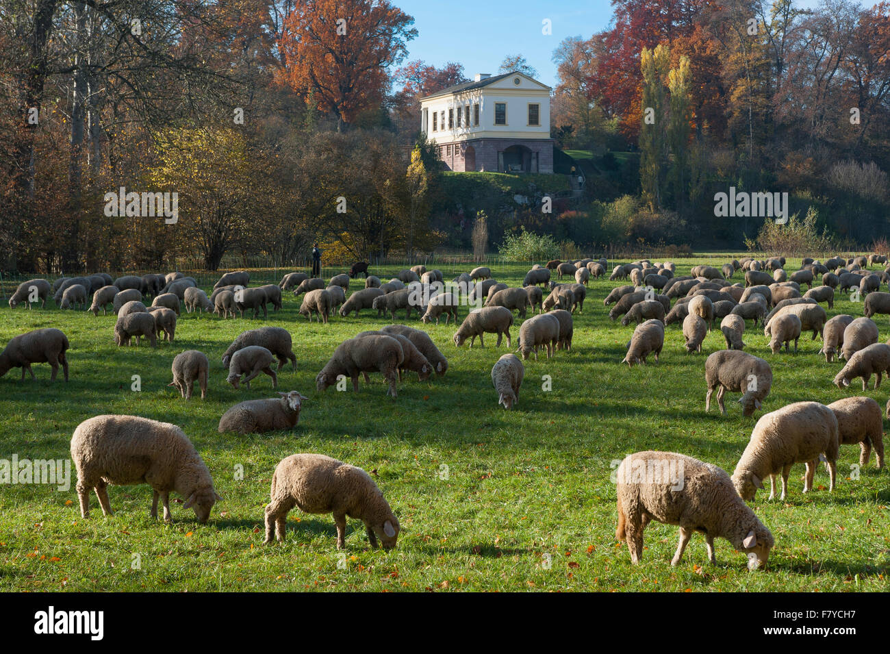 Gregge di pecore nel parco dalla Ilm, casa romana dietro, UNESCO Classical Weimar, Weimar, Turingia, Germania Foto Stock