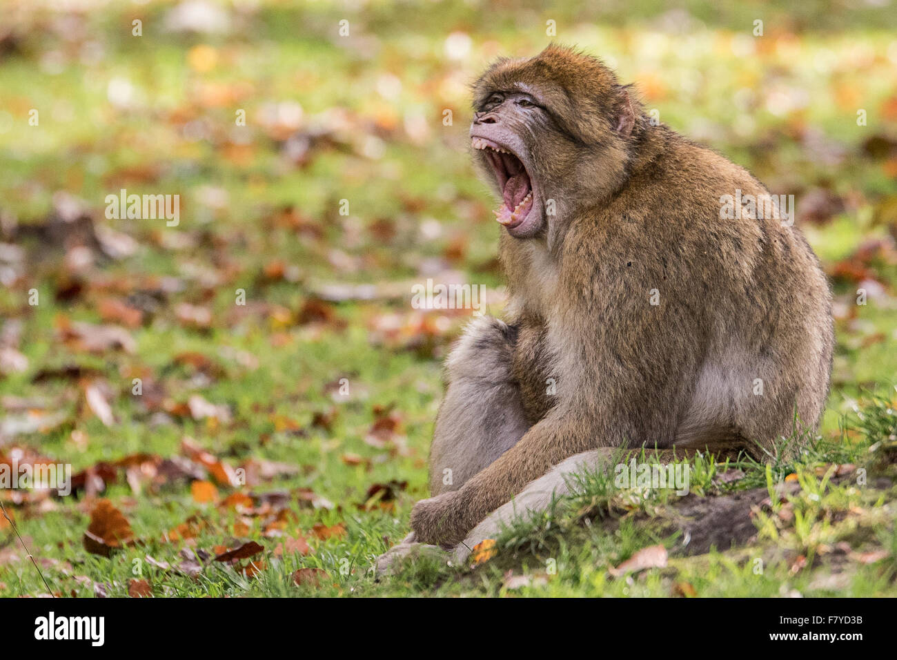 Urlando Barbary Macaque Foto Stock