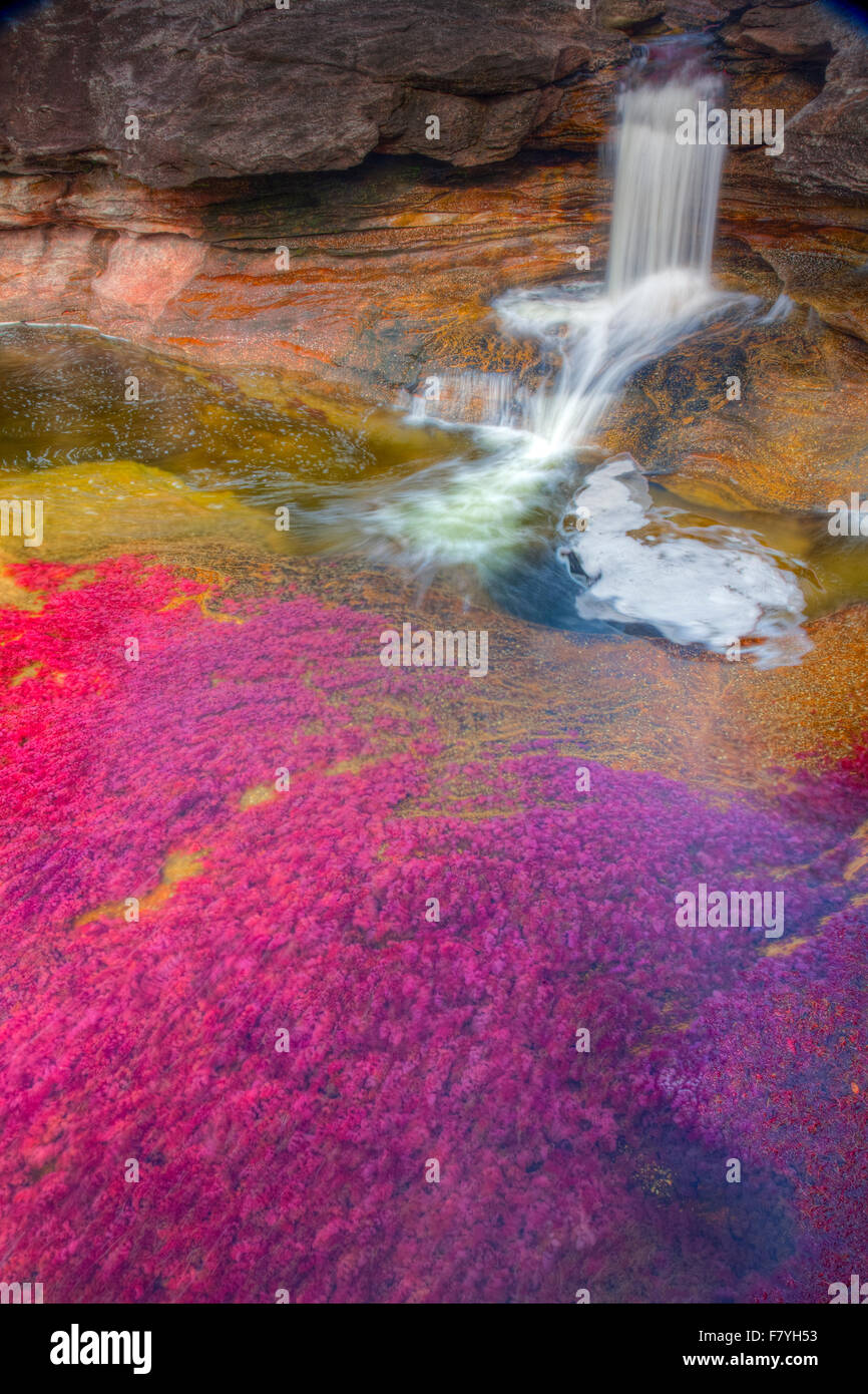 Colori a Cano Cristales, Colombia piante sottomarine (Macarenia clarigera) endemica al piccolo ruscello e zona arancio e giallo Foto Stock