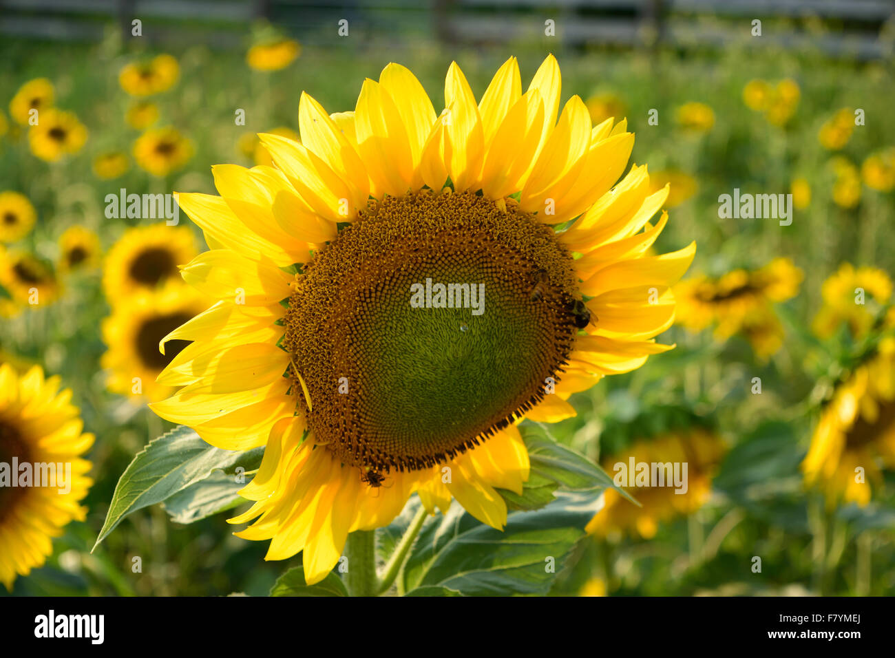 Girasole close up nel campo soleggiato Foto Stock