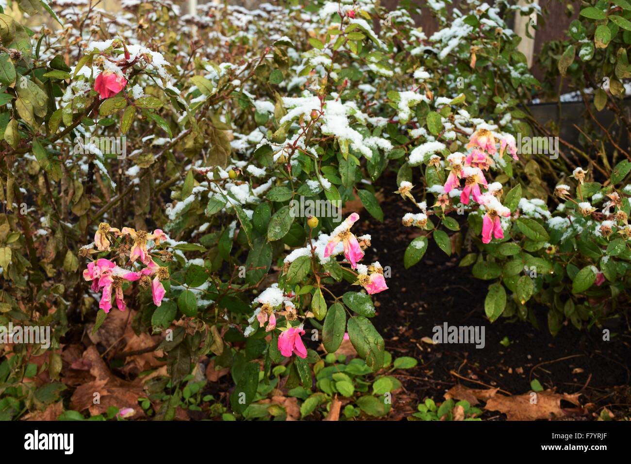 Fiori morenti Foto Stock