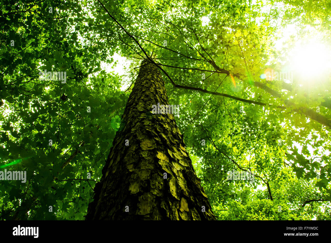 Inquadratura dal basso guardando verso l'alto in corrispondenza di un albero e attraverso le foglie verdi, con un po' di sole flare Foto Stock
