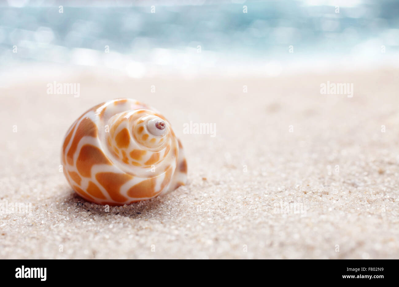 Conchiglia di mare sulla spiaggia di sabbia Foto Stock