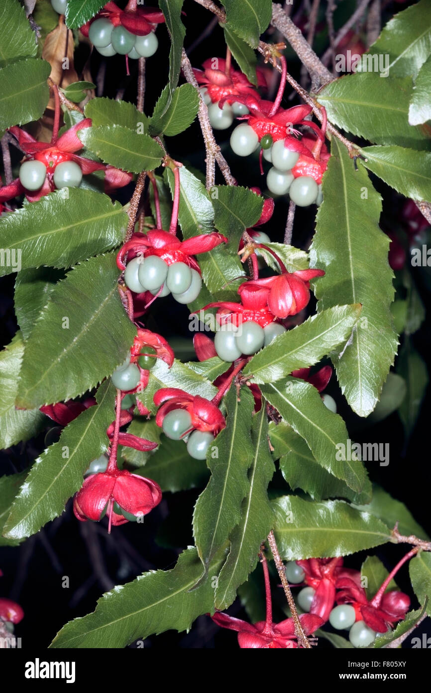 Il carnevale bussola / Mickey Mouse impianto- Ochna serrulata syn.Ochna altropurpurea e Diporidium serrulatum - Famiglia Ochnaceae Foto Stock