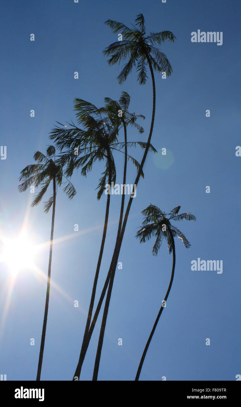 Cinque palme Foto Stock