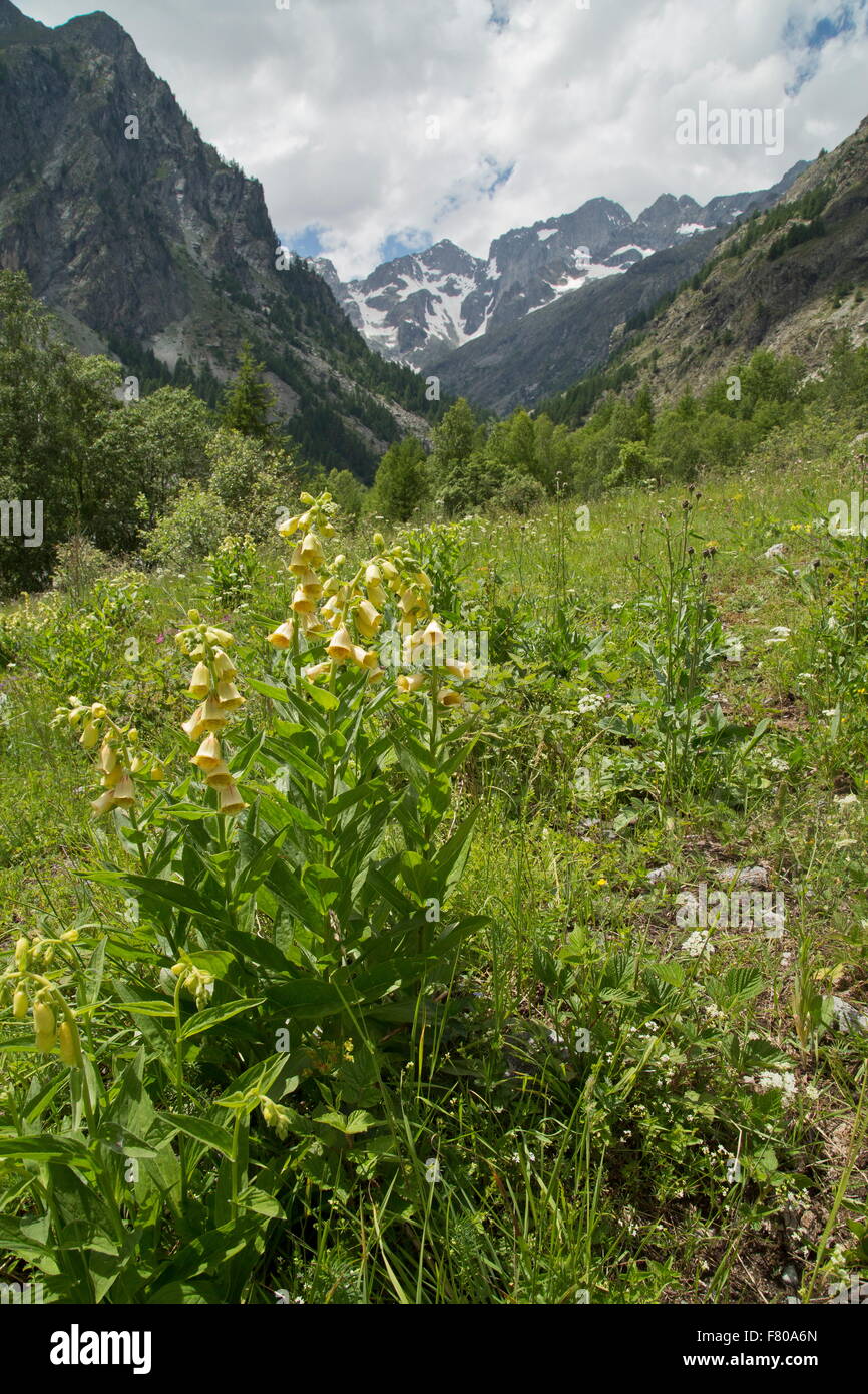 Grande giallo foxglove, Digitalis grandiflora, nelle alpi francesi. Foto Stock