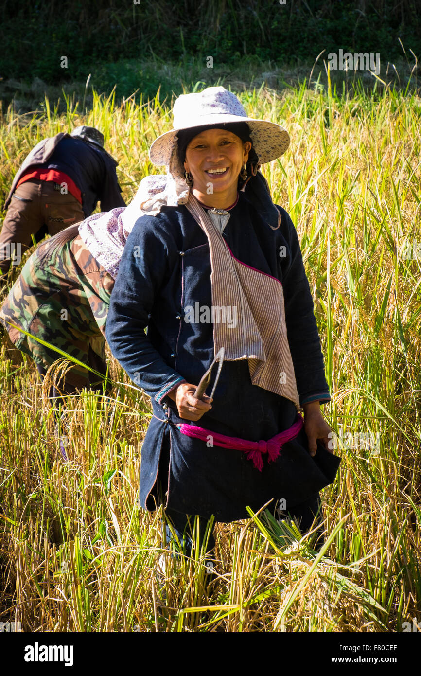 Le donne la mietitura del riso in un risone al di fuori di Luang Nam Tha, a nord-ovest del Laos. Foto Stock