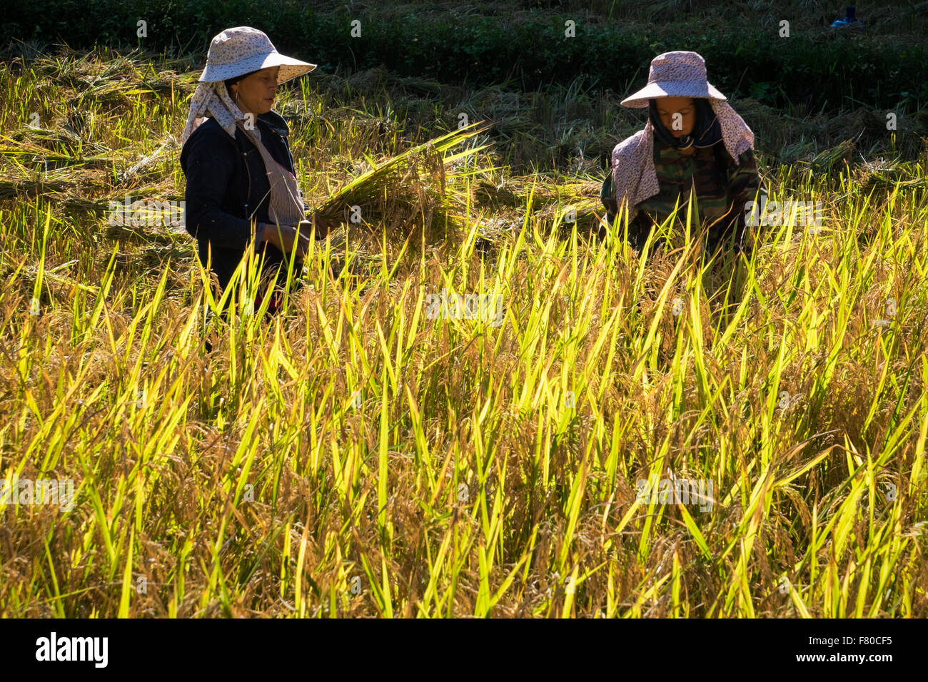 Le donne la mietitura del riso in un risone al di fuori di Luang Nam Tha, a nord-ovest del Laos. Foto Stock