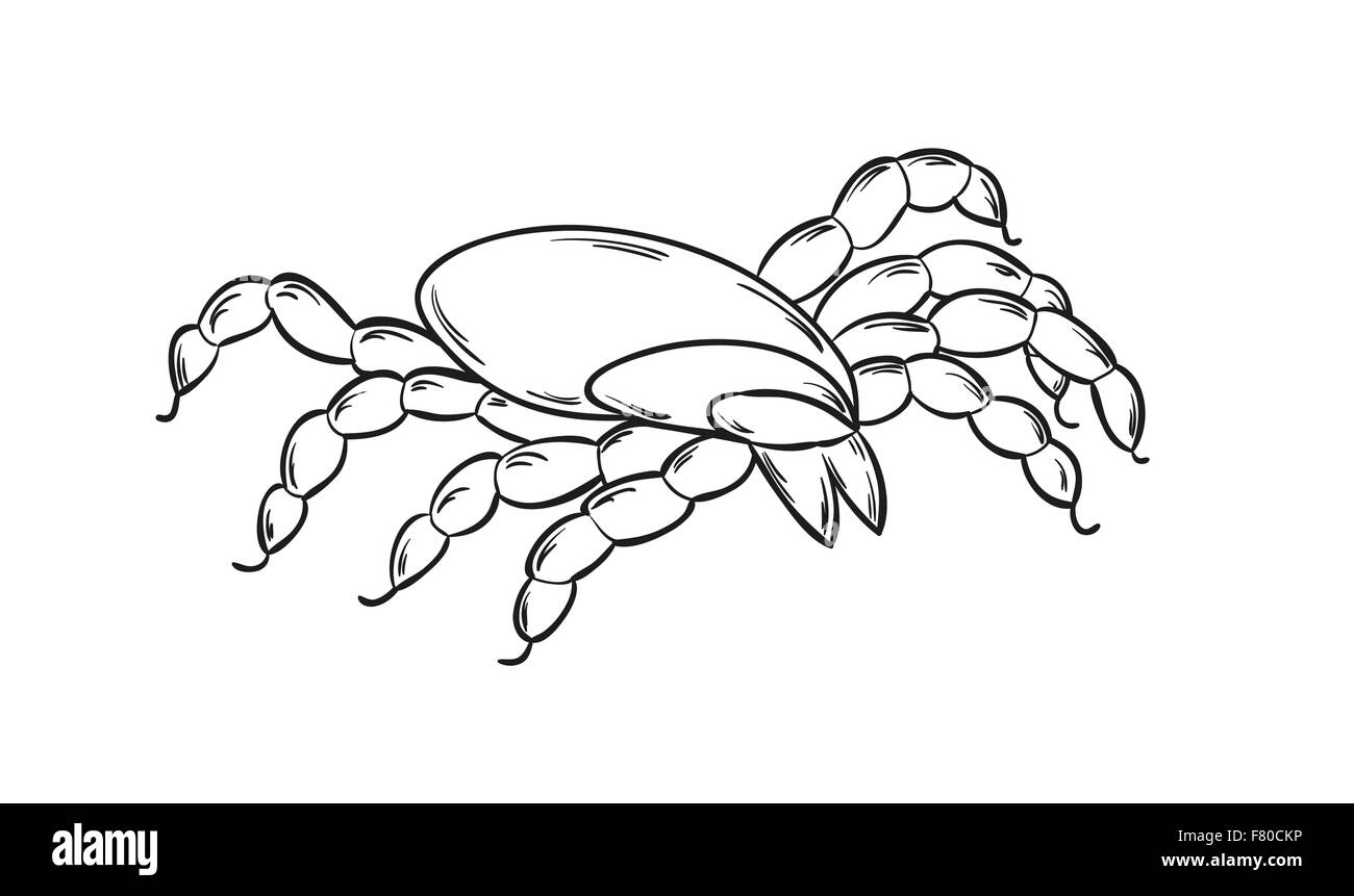 Schizzo di un tick Illustrazione Vettoriale