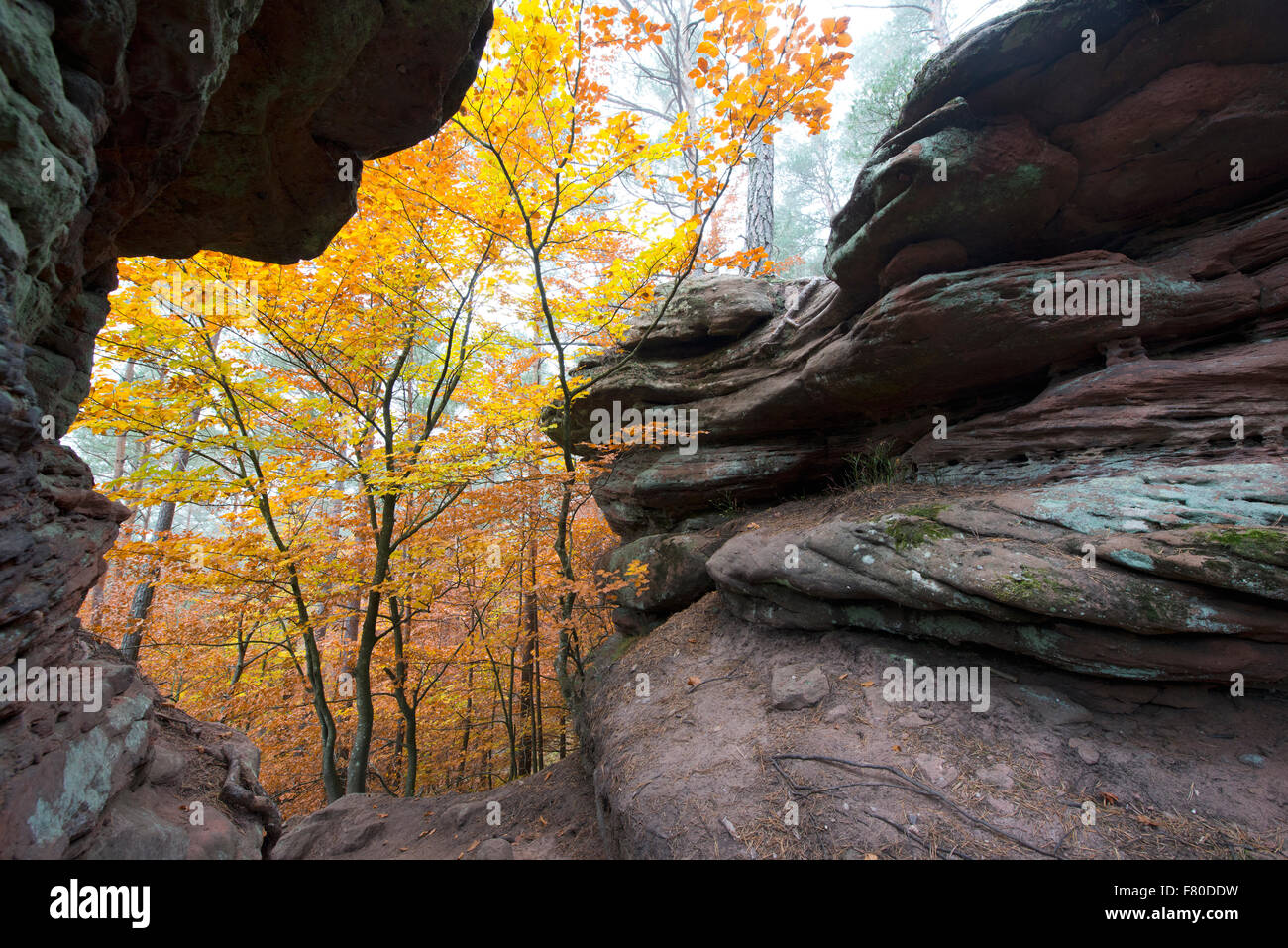 Rosskegelfels, dahner felsenland (dahn rockland), dahn, südwestpfalz district, la RENANIA-PALATINATO, Germania Foto Stock