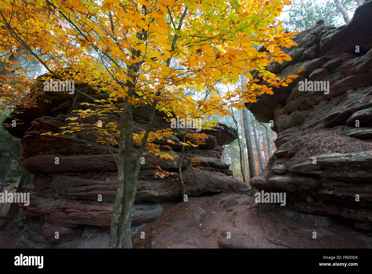 Rosskegelfels, dahner felsenland (dahn rockland), dahn, südwestpfalz district, la RENANIA-PALATINATO, Germania Foto Stock