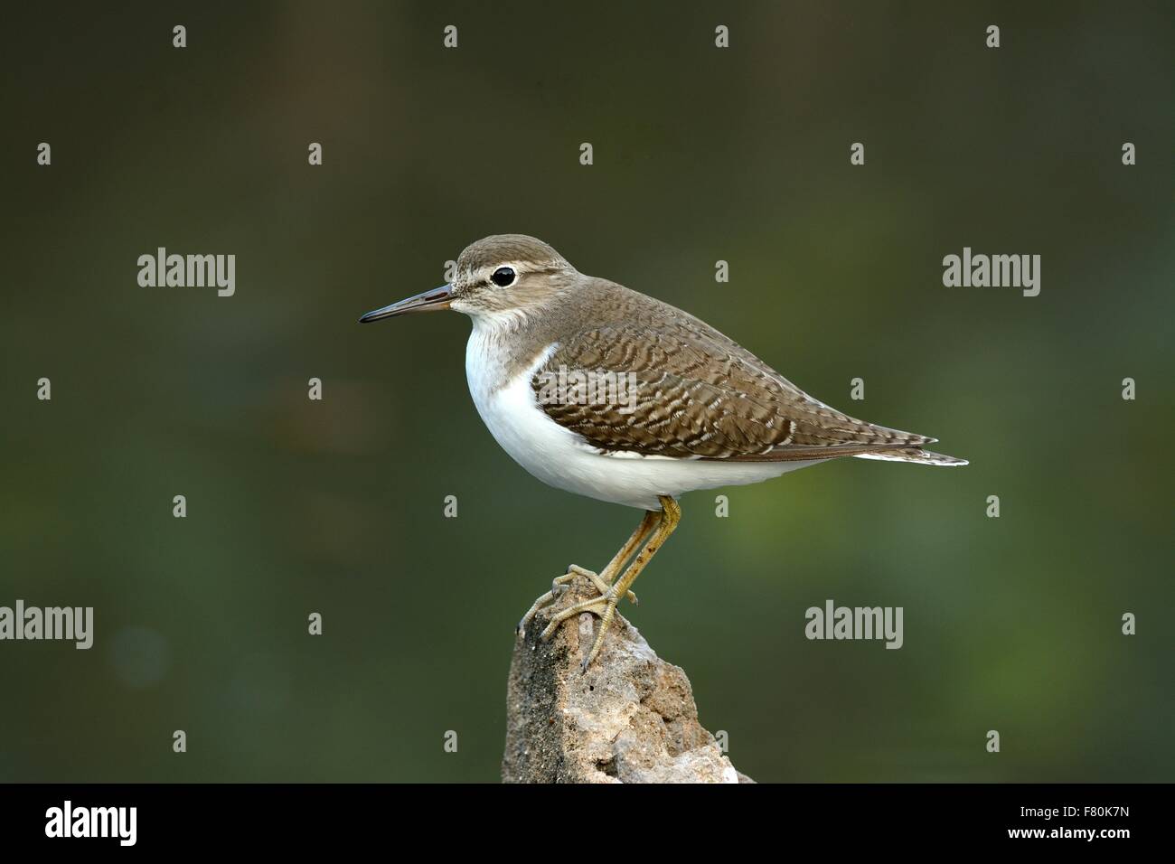 Bella in piedi da sola piro-piro piccolo (Actitis hypoleucos) Foto Stock