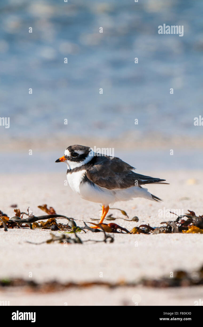 Plover inanellato (Charadrius hiaticula) adulto permanente sulla spiaggia di Porto un Eilein sull isola di Handa, Sutherland, Scozia. Foto Stock