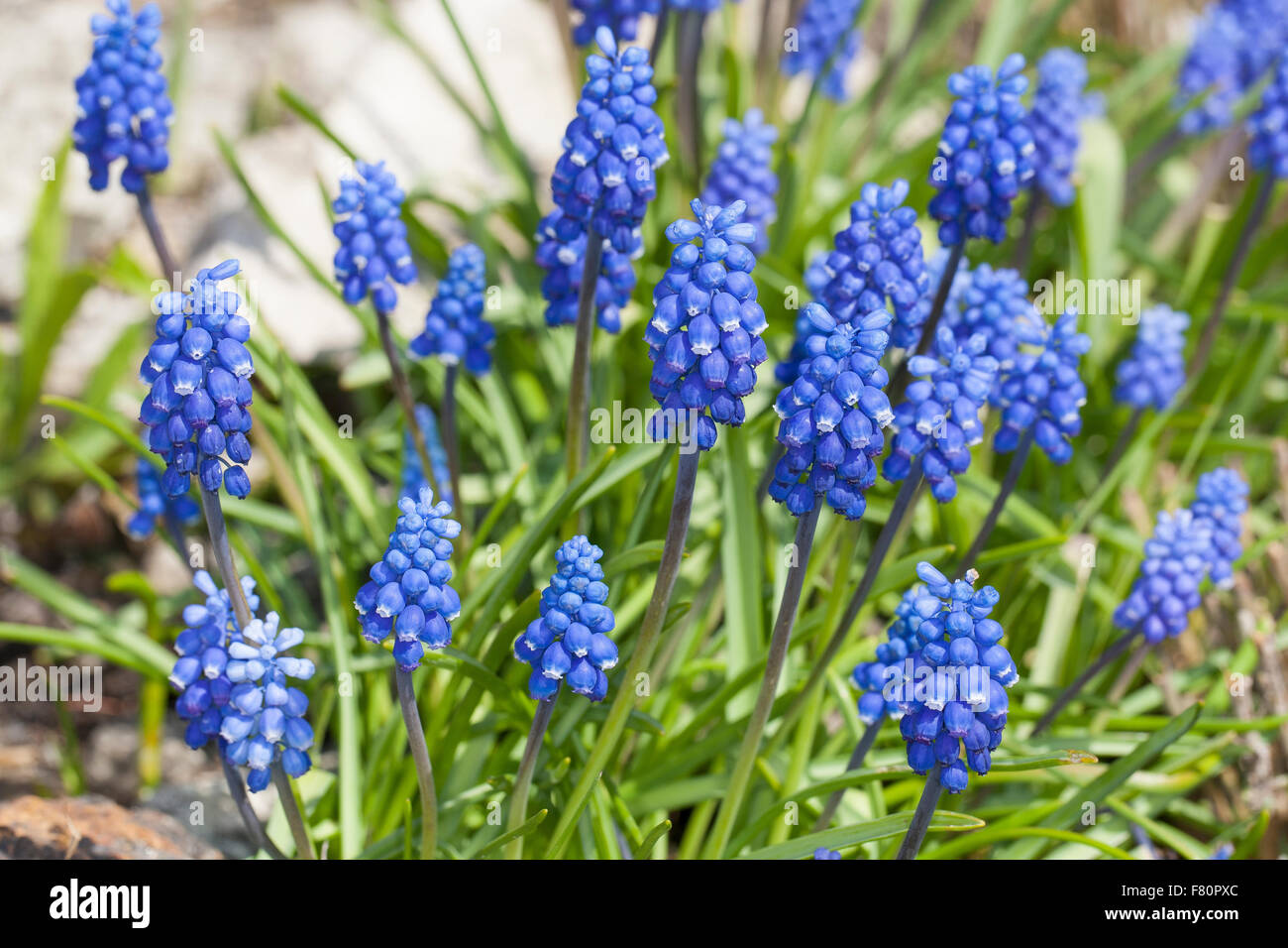 Giacinto di uva, Grape-Hyacinth, Kleine Traubenhyazinthe, Trauben-Hyazinthe, Träubel, Muscari botryoides, Hyacinthus botryoides Foto Stock