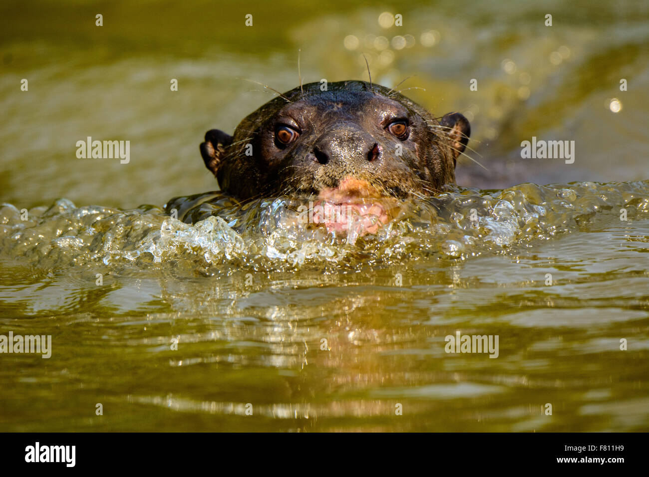 Colpo alla testa della lontra gigante nuoto Foto Stock