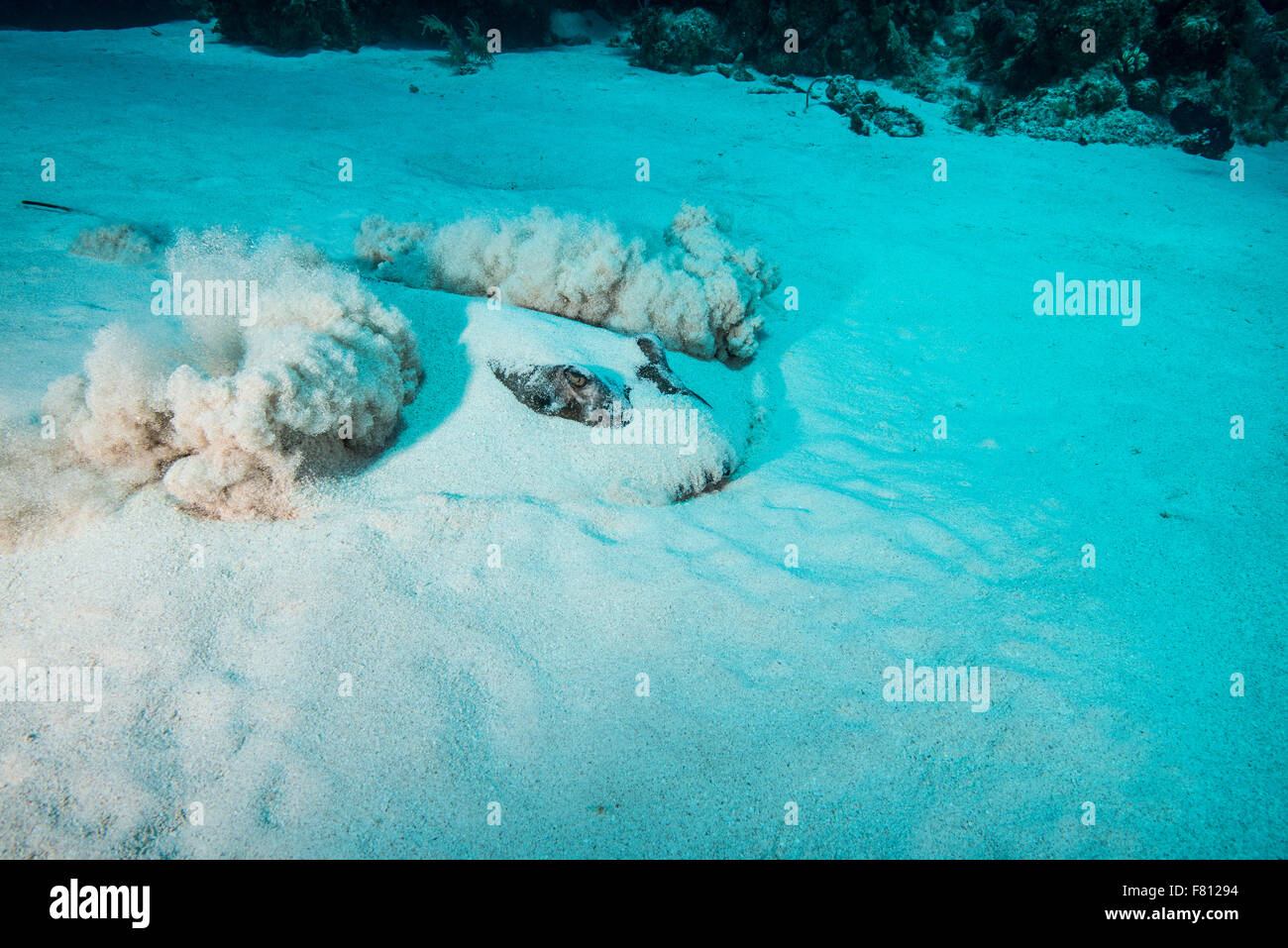 Southern Stingray sott'acqua di Little Cayman Foto Stock