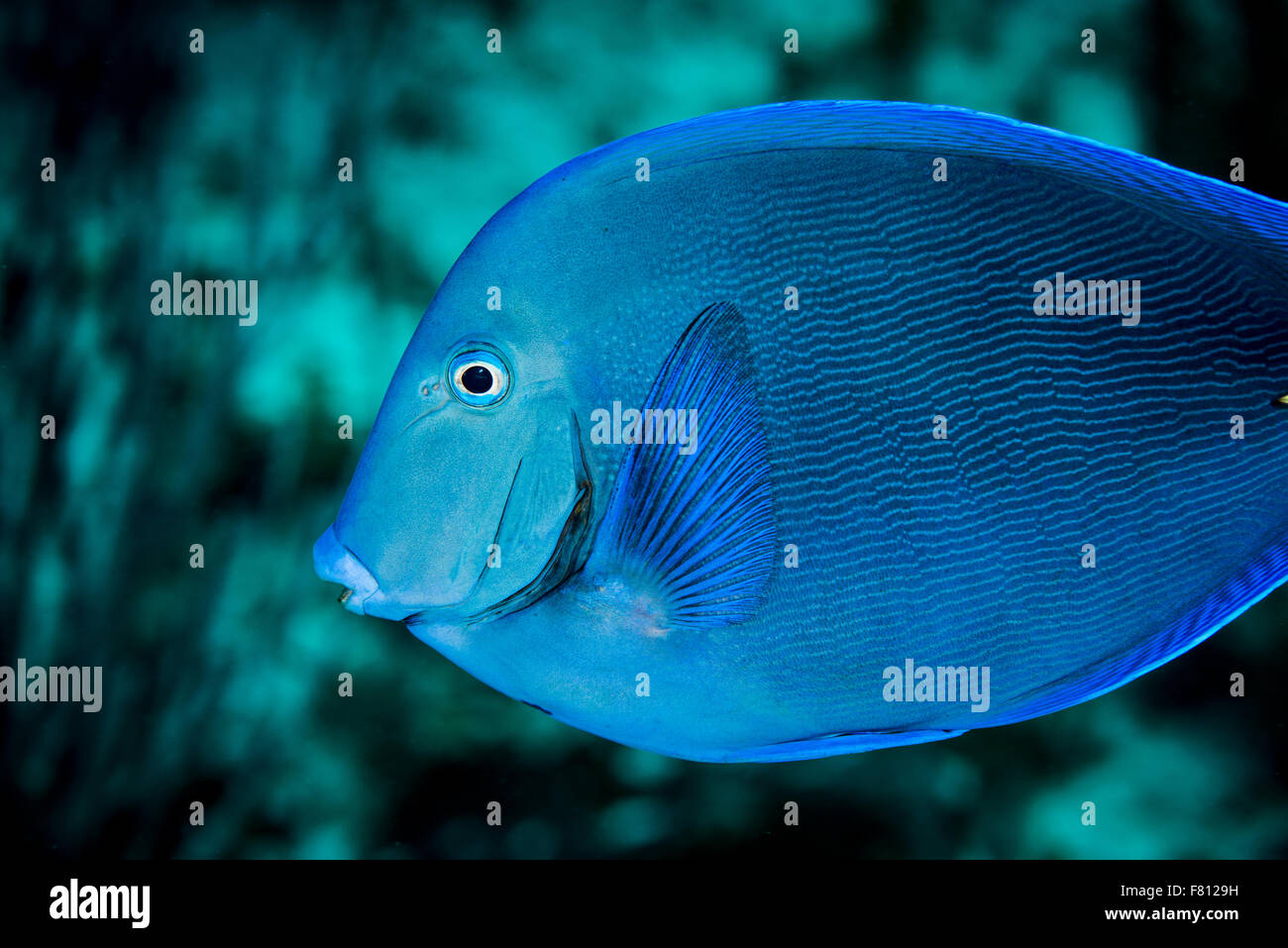 Linguetta Blu sottomarina di pesce a Little Cayman Foto Stock