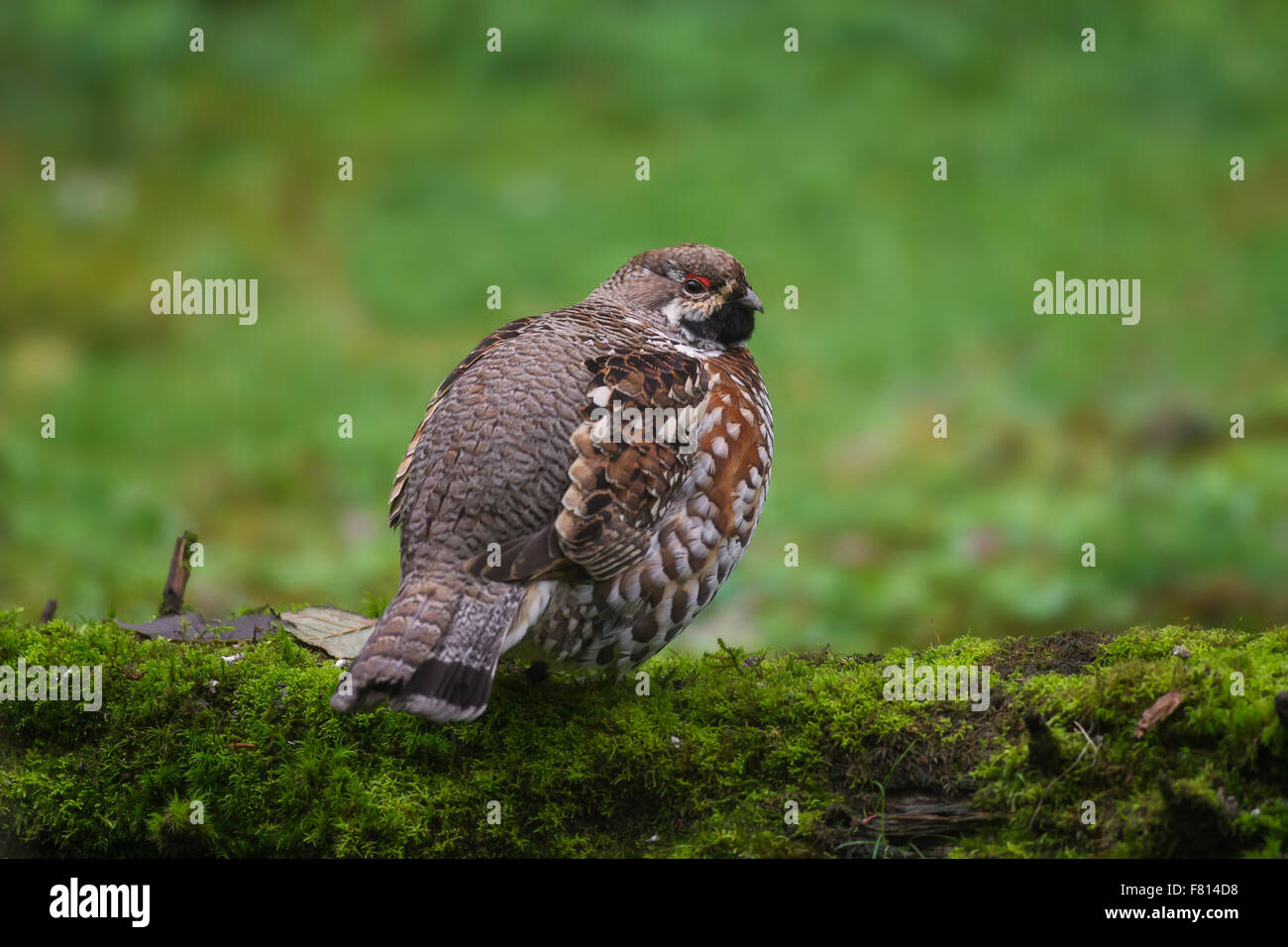 Francolino di monte / hazel hen (Tetrastes bonasia / Bonasa bonasia) maschio appollaiato sul ceppo di albero Foto Stock