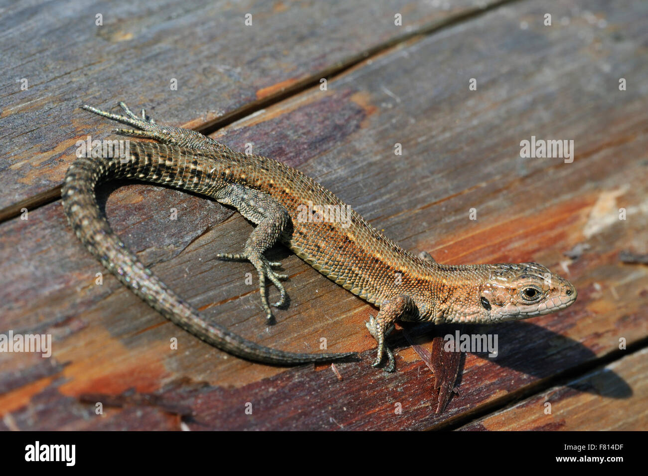 Lucertola vivipara / comune lizard (Zootoca vivipara / Lacerta vivipara) crogiolarsi sul log in Sun Foto Stock