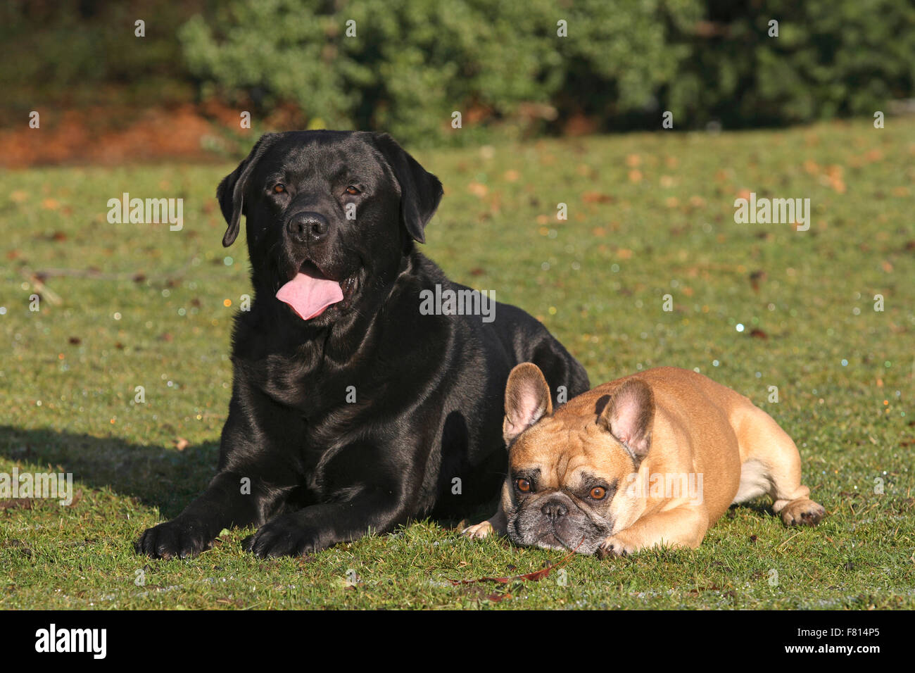 Bulldog francese (maschio) e nero labrador retriever Foto Stock