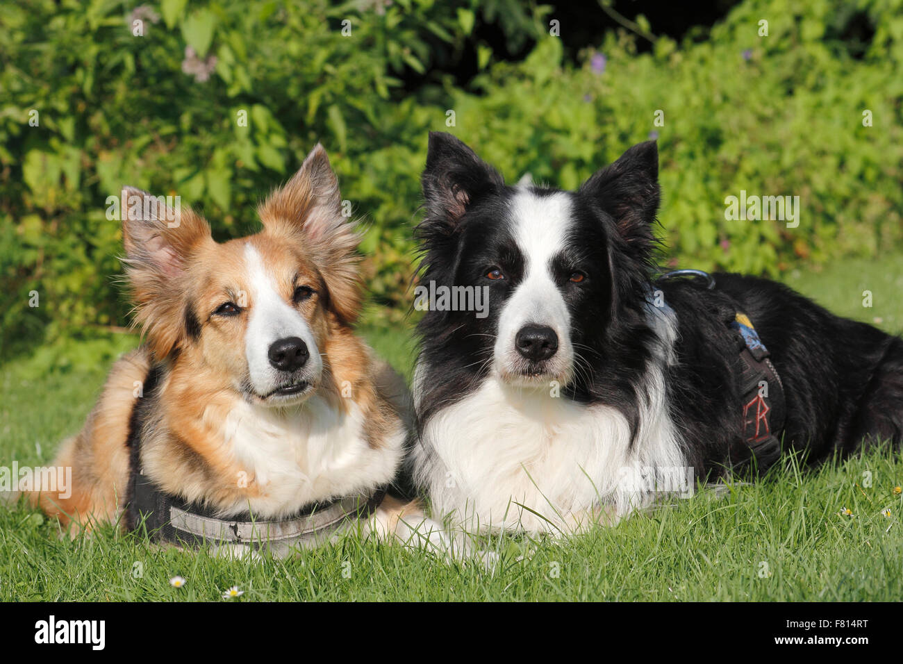 Due border collies lieing in erba accanto a vicenda Foto Stock