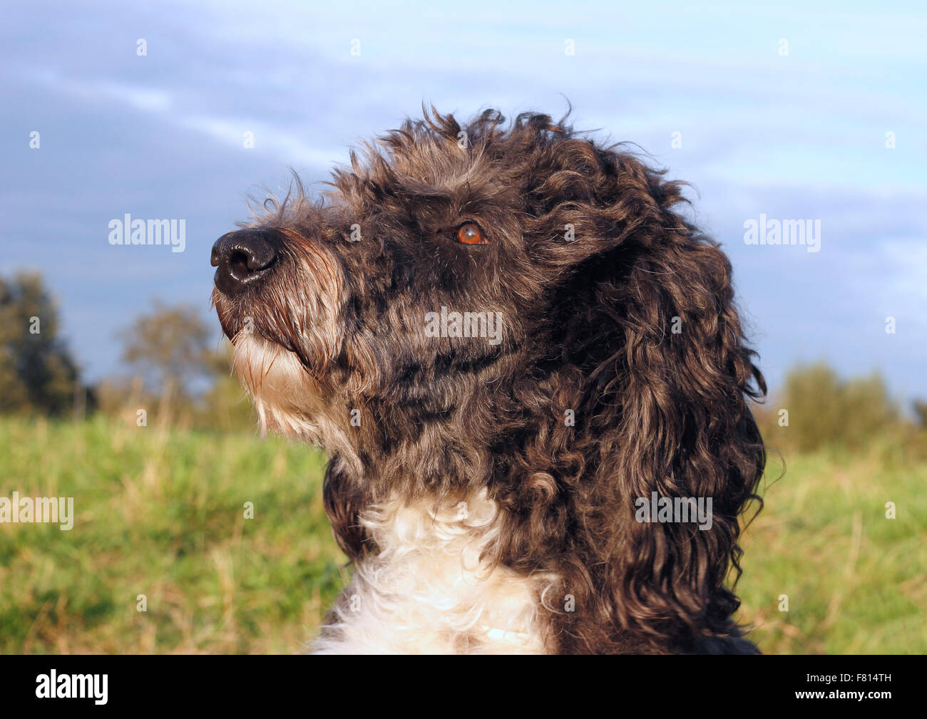 Aussiedoodle, maschio, 3 anni Foto Stock