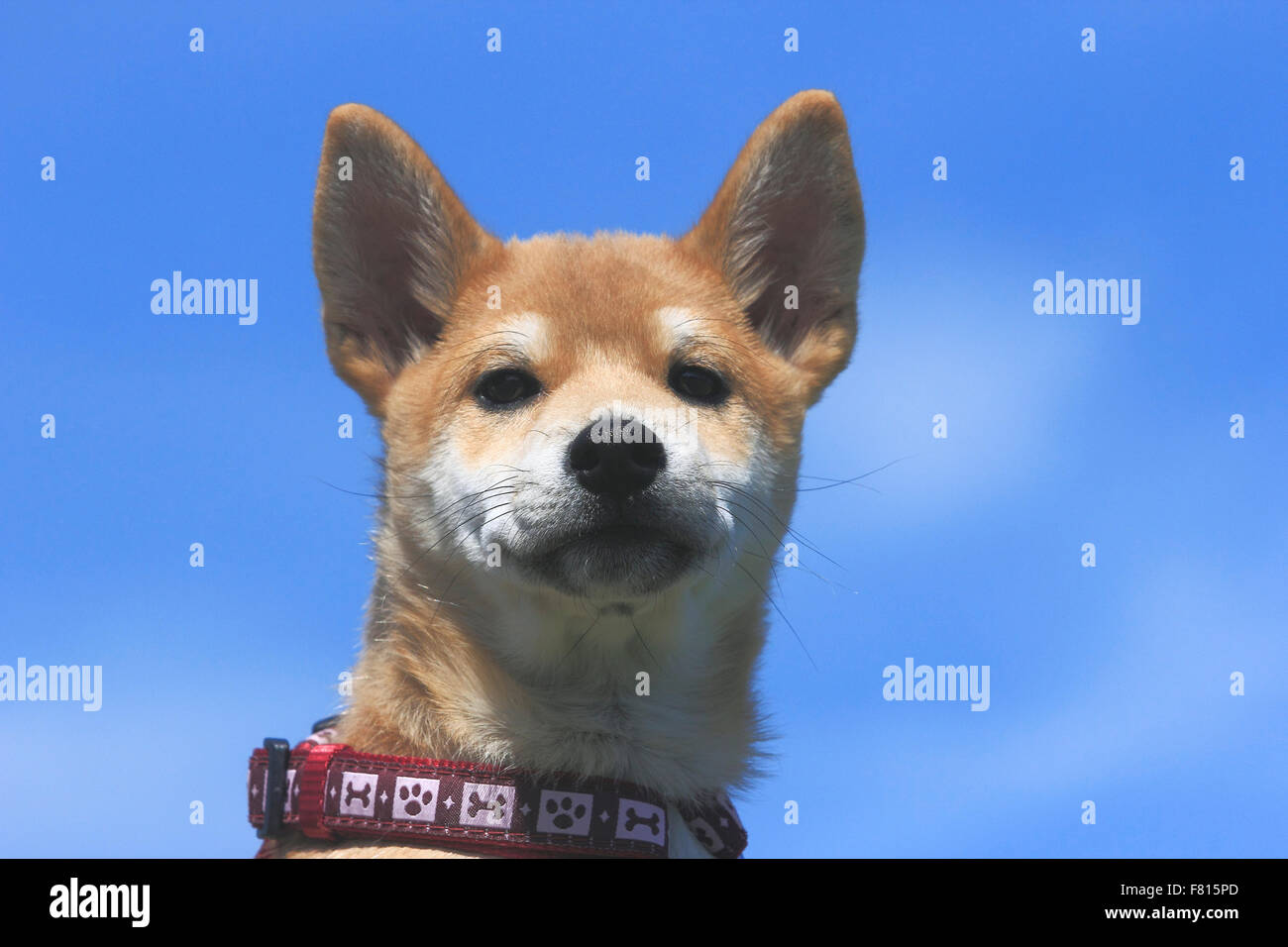 Shiba Inu, cucciolo Foto Stock