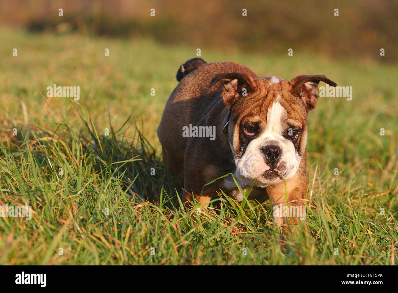 Bulldog inglese, cucciolo Foto Stock