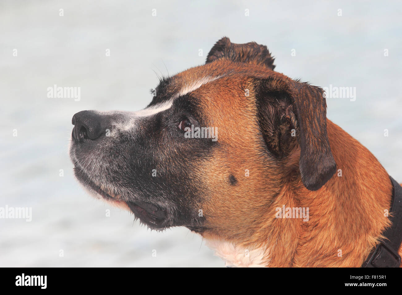 Boxer mixed-razza a cane nuoto Foto Stock