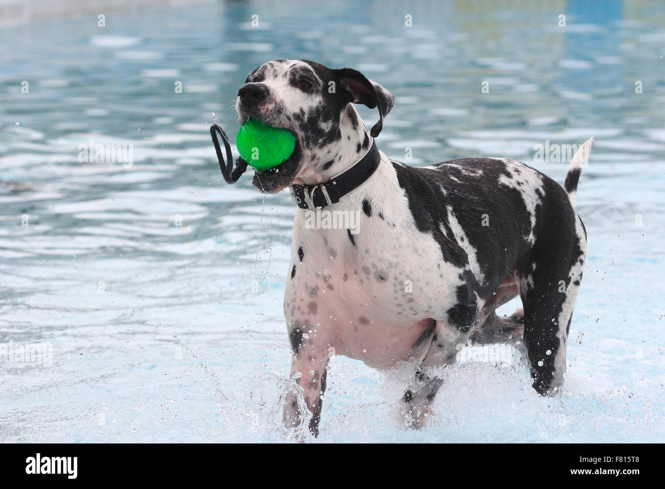 Alano al cane nuoto Foto Stock