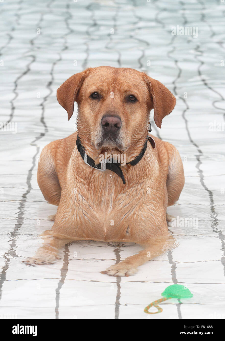 Il labrador retriever cane a nuoto, maschio Foto Stock