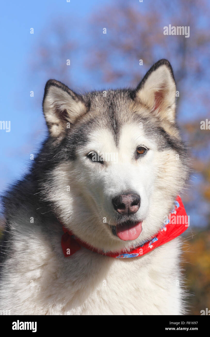 Alaskan Malamute Foto Stock
