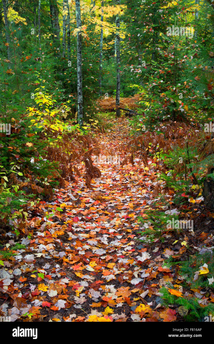 Beaver Lodge Trail a Bob Lago, Ottawa foresta nazionale, Michigan Foto Stock