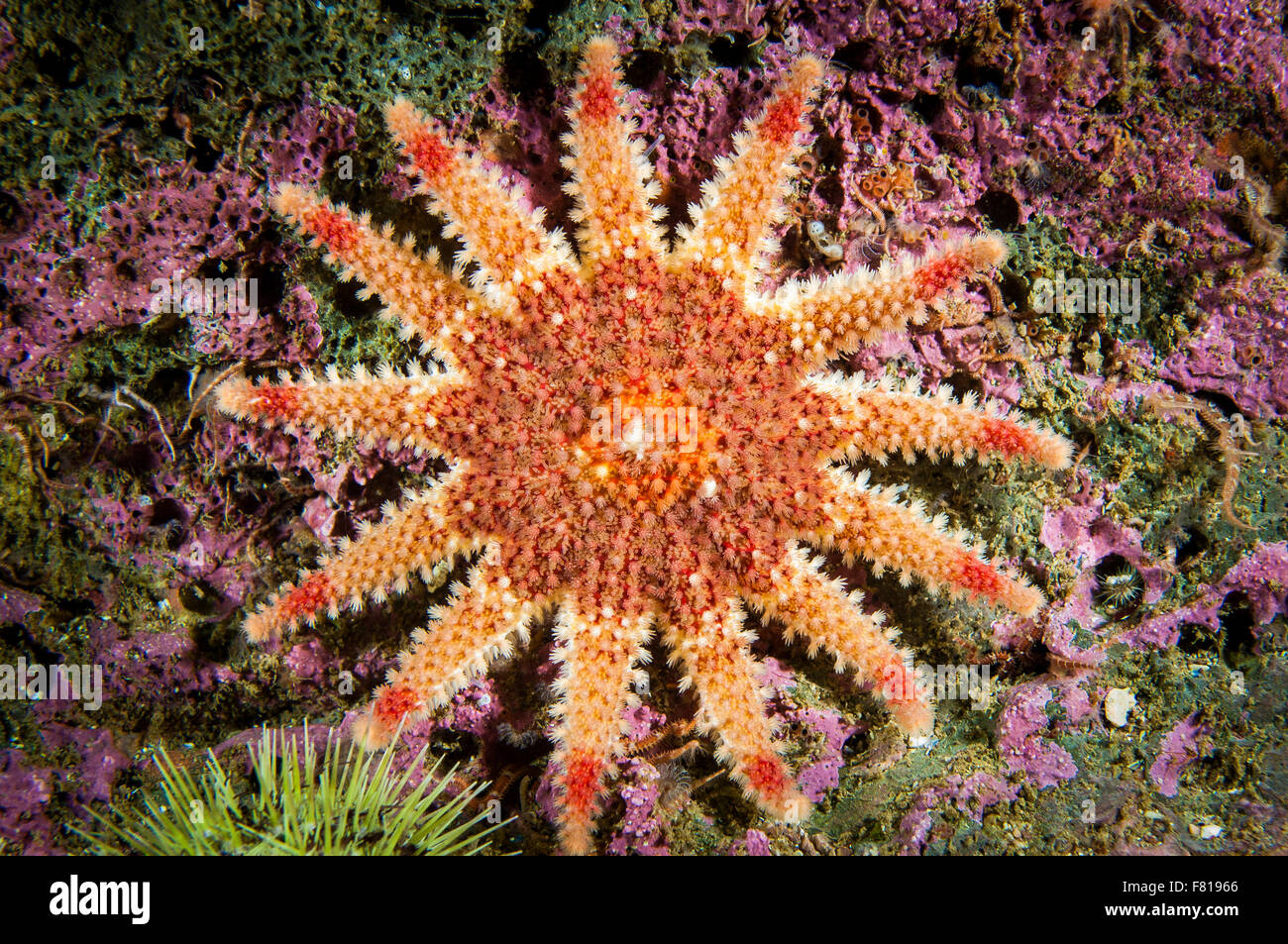 Sun spinoso stelle subacquea presso l'isola di Bonaventura Foto Stock