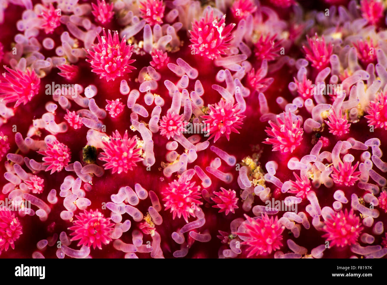 Close-up di una spinosa Sun Star texture Foto Stock