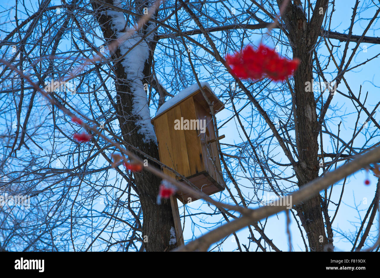 Uccelli nidificanti scatola su un albero ,la casa per gli uccelli, una scatola di nidificazione, un albero Foto Stock